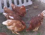 chickens chickens Update from Spring of Revival