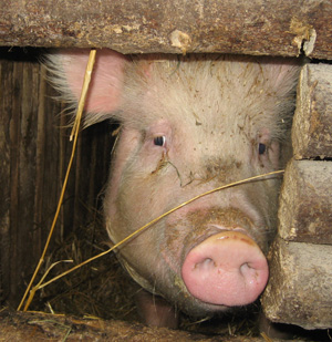 belarus_pigster