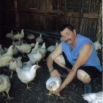 chickens 001 150x150 Chickens, Pigs, Turkeys
